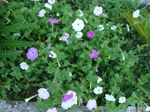 Petunia axillaris